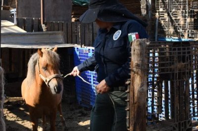 Rescata FGE a pony víctima de maltrato animal
