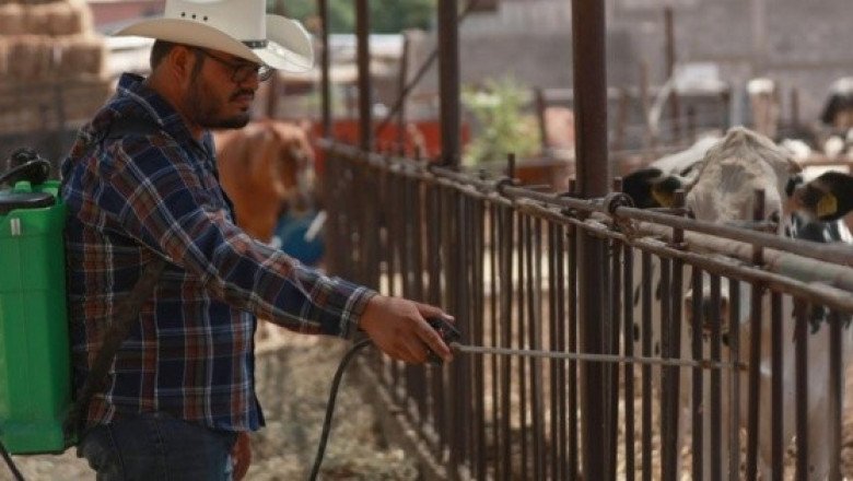Tras primer caso de gusano barrenador en Chihuahua, ganaderos refuerzan medidas