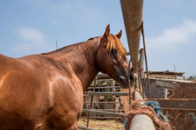 Ejecuta Gobierno de Ensenada inspecciones en zonas que albergan equinos