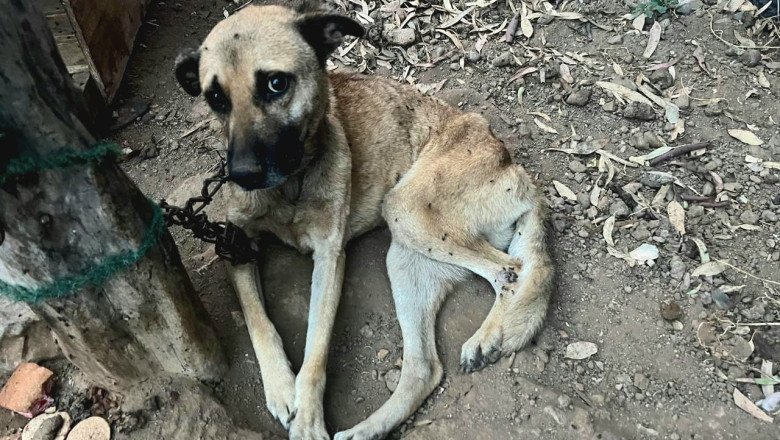 FGE Rescata a dos caninos por maltrato animal