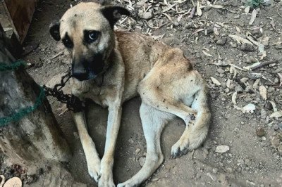 FGE Rescata a dos caninos por maltrato animal