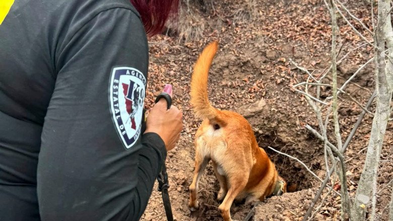 Localizan dos osamentas durante operativo de búsqueda en la El Sauzal