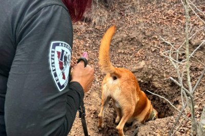 Localizan dos osamentas durante operativo de búsqueda en la El Sauzal
