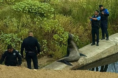 Rescata DSPM a lobo marino en zona del arroyo Ensenada
