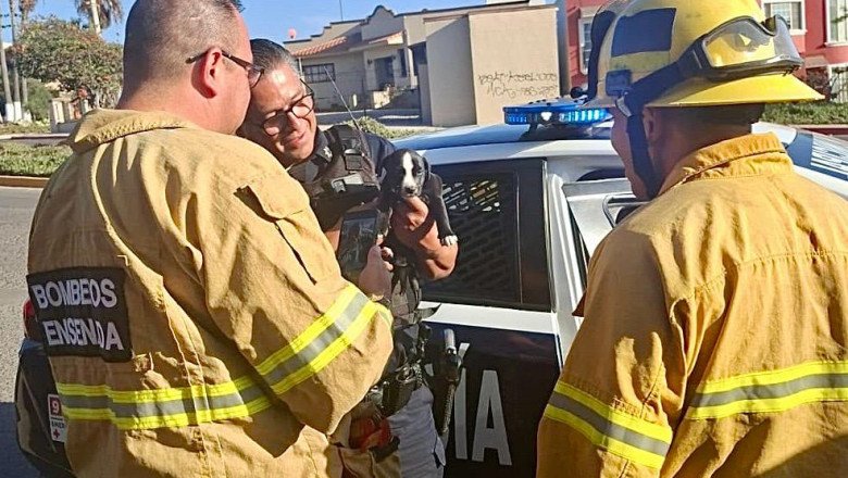 Cachorro encerrado dentro de un vehículo es rescatado