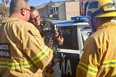 Cachorro encerrado dentro de un vehículo es rescatado