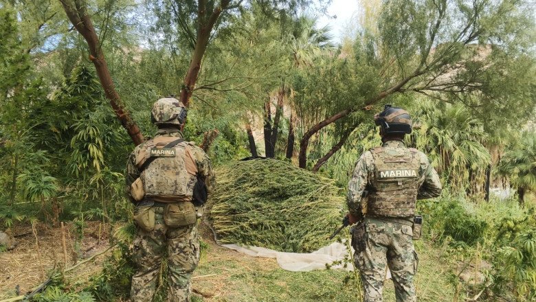 Marina localiza, asegura e incinera 15  plantíos y cuatro secaderos de marihuana